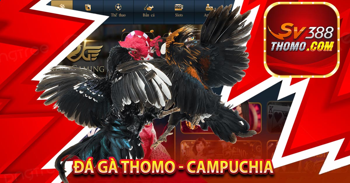 Đá gà Thomo - Campuchia 